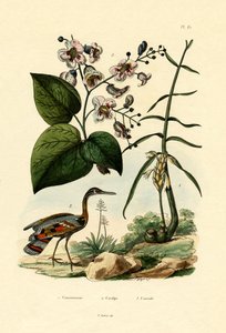 Gingembre, 1833-39